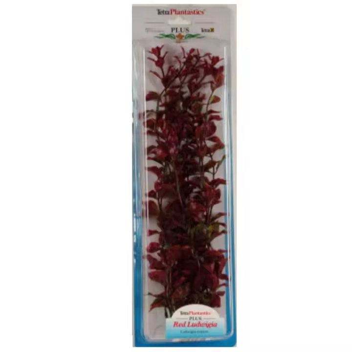 San Dimas - PLANTA RED LUWIGIA (35-38CM) - 1