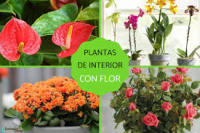 Fertilizante Líquido Orgánico Concentrado 1 Litro - Plantas Interior y Exterior - Alimento Nutritivo para Plantas - Potenciador del Suelo para Jardín, Flores, Verduras, Suculentas - Hormonas y Moleculas Naturales - Agrobull Booster-Seed - details 1