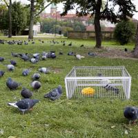 Cage Automática Para Pájaros Coche De Ratón Con Entrada Sola Sin Salida Cages De Almacenamiento Portátil De Hierro Reforzado Para Pigeons - details 11