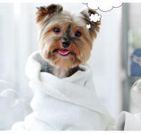 Cortador De Pelo Para Perros Inteligente De Alta Potencia Recargable Con Cuchilla Desmontable Máquina De Aseo Para Mascotas LANMODA D2 - details 1