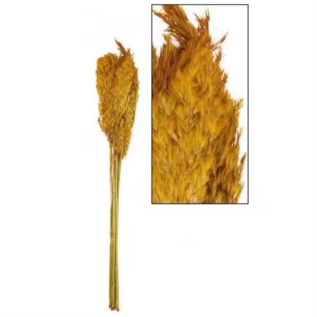 Pampas mostaza 75 cm - 1
