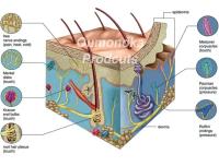 Máquina De Levantamiento Facial HIFU Masajeador Facial Portátil Terapia De Luz Roja Aparato De Belleza Y Salud Con Vibration Skincare - details 7