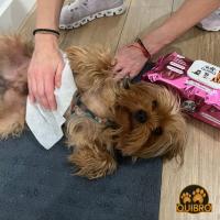 Quibropets Pack 3 paquetes Toallitas Higienizantes para Perros, Gatos y Cachorros Frangancia Clorexidina. 120 uds - details 0