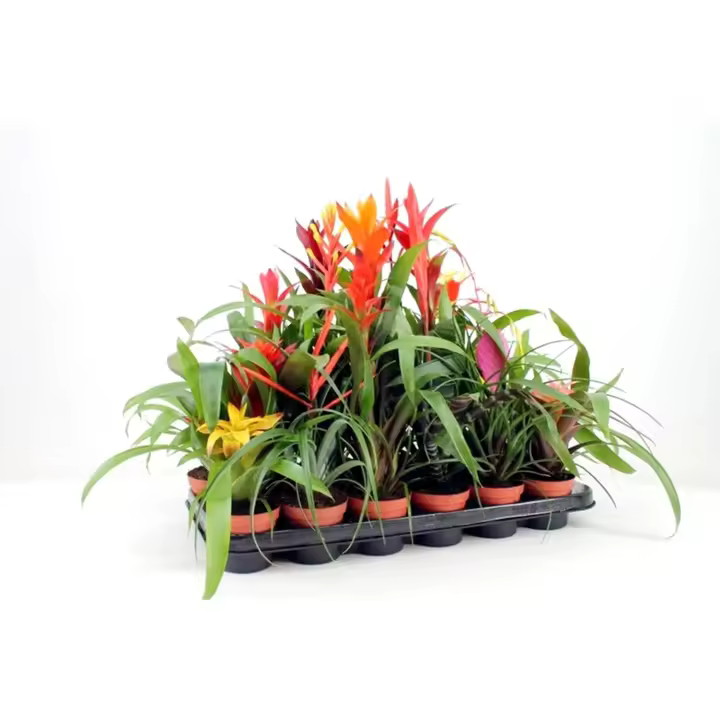 Oferta 2 Plantas al azar !!! Planta natural Bromelia. Segura Garden. Las bromelias son plantas exóticas que añaden color y textura a tu hogar. Fáciles de cuidar, purifican el aire y crean un ambiente tropical y vibrante. - 1