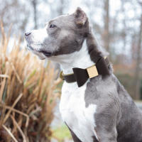 Collar De Cuero PU Para Perros Con Corbata Accesorio Lindo Para Pequeños Y Medianos Perros Y Gatos Collar Elegante Para Mascotas - details 7