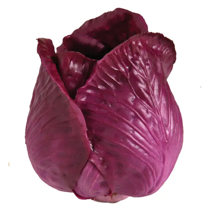 LOMBARDA - 1