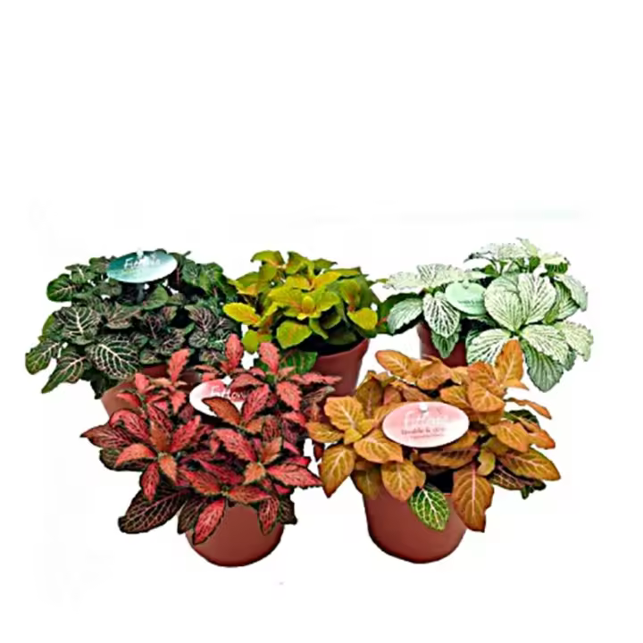 1 Planta natural Fitonia.  Segura Garden. La fitonia es ideal para interiores por su fácil cuidado, purifica el aire, y sus vibrantes hojas añaden belleza natural, mejorando el ambiente hogareño. - 1