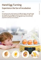 Incubador De Huevos Pequeño Para El Hogar Capacidad De 7 Huevos Automático Control De Temperatura Inteligente Para Pollos Pato Tortuga Y Pájaros - details 5