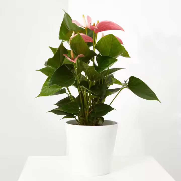 Verdecora Anthurium - Planta de Interior Surtido de Colores - 1