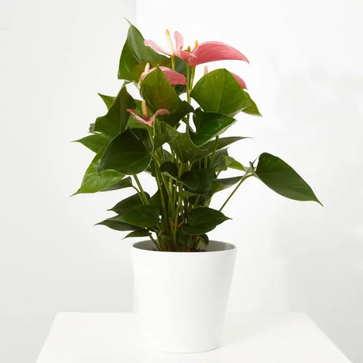 Verdecora Anthurium - Planta de Interior Surtido de Colores - 1