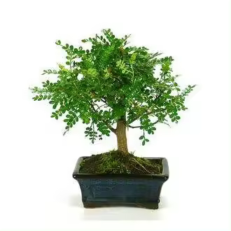 Planeta Huerto Bonsái Zanthoxylum Piperitum Sp. 5 Años - Árbol de Interior y Exterior - Especie Resistente - Rutaceae - Operculum Opérculo - Sustrato Akadama - Poda en Invierno - 1