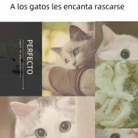 Juguete De Masaje Y Aseo Para Gatos Con Nepenthe Pared Esquina Rascador Y Cepillo Suave Herramienta De Masaje Y Rascado Para Perros Y Gatos Pequeños - details 3