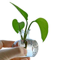 Vaso De Vidrio Pera Granada Para Decoración Del Hogar Y Flores Vaso Creativo Nórdico Para Frutas Y Flores Sin Marca Proveniente De China Continental - details 8