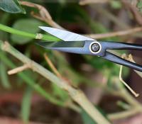 Tijeras De Bonsái Para Principiantes De 20.5cm Con Mango Largo Herramientas De Jardinería Para Podar Ramas Y Plantas - details 2
