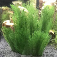 Rama De Feathersimulación Para Decoración De Bodas Y Fiestas En Casa Y Acuario Material Plástico Origine China Continental - details 0
