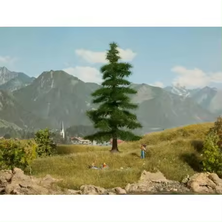 NOCH - Abeto de Nordmann. - 1