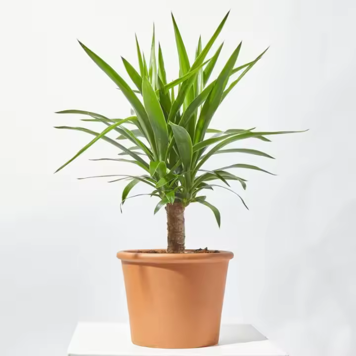 Verdecora: Palmera Yucca Exterior - Planta Natural Resistente Al Frío - 1