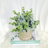 Planta Artificial De Eucalipto En Maceta Cilíndrica Para Decoración De Oficina Y Fiestas Prop De Exhibición De BONSAI - details 3