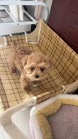 Cama De Gato De Verano Con Almohadilla Refrescante Sofá Resistentes Al Desgaste Rattan Silla De Descanso Casa De Perro Casa De Gato Hogar Para Mascotas - details 5