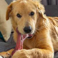 Juguetes Para Morder Para Perros Indestructibles Durable En Forma De Hueso De Goma Natural Para Limpieza De Dientes Para Mordedores Agresivos - details 4