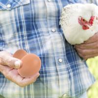 6/12Pcs Huevos De Plástico Para Casa De Pollo Pequeños Accesorios Para Jaulas De Animales De Granja Suministros De Cerdos Y Peces Pintura De Huevos De Guía Para Nido De Pollo - details 4