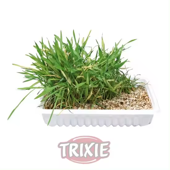 Trixie Hierba para Gatos con Bandeja - Cultivo en Casa, Rico en Vitaminas, Indispensable para el Bienestar - 1