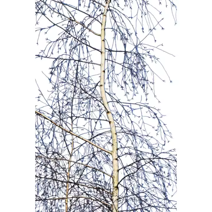 Planta natural arbol Betulus Pendula, Abedul común. Varias alturas elegir. Aporta elegancia con su corteza blanca y hojas verdes que amarillean en otoño. Crece rápido, tolera suelos pobres, brinda sombra ligera y atrae aves e insectos beneficiosos. - 1