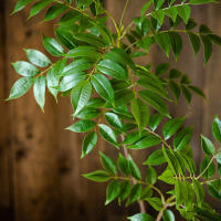 Arbusto Artificial De Ficus Grande 76-140cm Hojas De Palma Verdes Postizas Para Decoración De Jardín Y Hogar Material Plástico - details 8