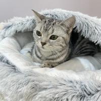 Cama De Peluche Larga Para Mascotas Gato Perro Invierno Juego De Sueño Redondo Almohadilla Cálido Casa De Arena Para Gato Pequeño Y Perro Chico - details 7