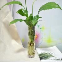 Vaso De Flor De Vidrio Colgante Para Pared Terrario Acuario Contenedor De Flores Y Plantas Decoración Para El Hogar Y Jardín Estilo Moderno - details 5