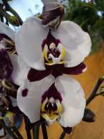 Phalaenopsis Premium en Maceta Cerámica - Orquídea de Alta Calidad - details 0