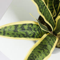 Plantas Artificiales Sansevieria 32/37cm Para Decoración De Jardín Y Hogar Plástico Bonsái DIY Falso Verde Para Interior Y Exterior - details 15