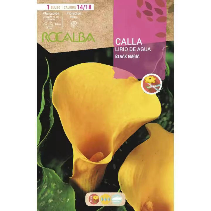 Rocalba Bulbo Calla Lirio de Agua Black Magic Amarillo 1 Unidad (14/18) - Alta Calidad - 1