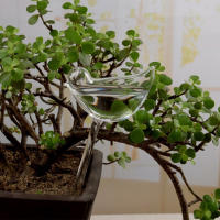 Bulbos De Riego Automático Para Plantas 1-10PCS 24*9CM Sistema De Riego Por Goteo Para Jardín Florido Dispositivo De Riego En Forma De Estrella/Olorpide - details 3