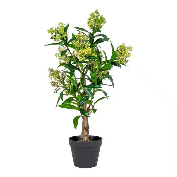Planta de Skimmia Artificial, Polietileno, Verde, 40x40x75 cm - 1