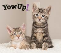 YOWUP! Yogurt L.Casei Probióticos Gato Pavo 85g X 10 Unds - details 5