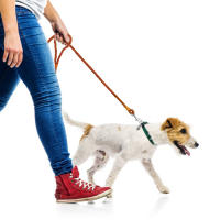 Correa De Cuero Ganchada Para Perros Pequeños Y Medianos Tejida En Nudo Color Marrón 4 Pies Para Caminar Y Jóvenes Gatos - details 13