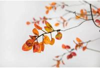 Planta Artificial De 110CM Con Hojas De Otoño Ramas Muertas Y Vines Para Decoración De Hogar Boda Hotel Disposición Fotografía Proporciones Amarillas Verdes Burgundy - details 6