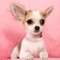 Collar De Cuero Para Perros Pequeños Con Diamantes Ajustable Y Padded Collar De Gato Para Chihuahua Y Otros Pequeños Mascotas - details 11