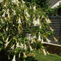 Trompetas del ángel-3 PCs. -Brugmansia-Altura 25-40cm-9cm - details 1