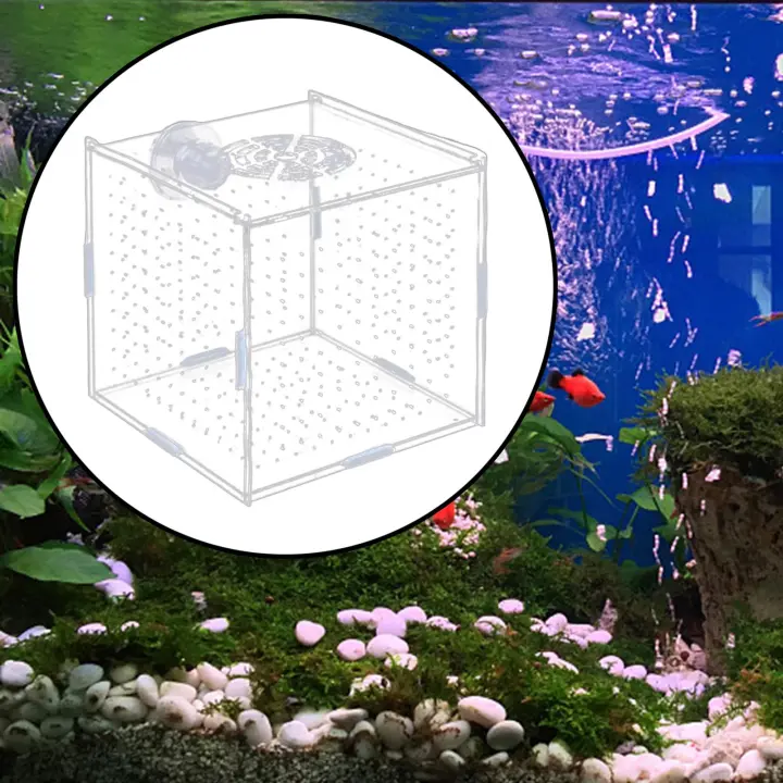 Caja De Aislamiento Para Acuario Multifuncional Portador De Crías De Peces Guppys Y Cangrejos Adecuado Para Peces Agresivos Nuevo Suministro De Acuario - 1