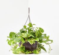 POTHUS PLANTA COLGANTE DE INTERIOR / PLANTA DE HOGAR / POTUS / POTHOS / PLANTAS COLGANTES / PLANTAS TREPADORAS - details 1