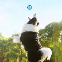 Juguetes Para Perros Gigwi Bola Sonora De Goma Natural No Tóxica Juguete Chupable Para Pequeños Y Grandes Perros Juguete Elástico Divertido Para Jugar Al Aire Libre - details 10