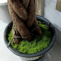 Moss Artificial De Jardín 20g/0.7oz Para Decoración Interior Y Exterior De Plantas Verdes Camuflaje De Mini Escenario De Jardín - details 4