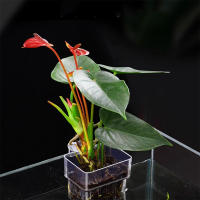 Cesta De Plantación Para Acuario Soporte Hydroponic Colgante Para Maceta De Hierba Acuática Y Flores Pots De Flor En Lámina De Acero Inoxidable Para Tanque De Peces - details 3