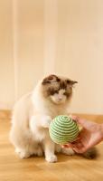 Bola De Madera Para Gatos 10CM Interactiva Con Sonidos Hecha a Mano Sisal Juguete Para Gatos Y Gatitos Para El Hogar - details 5
