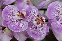 ✅ Sustrato universal Orquídeas 5 litros. Infertosa, lanza su sustrato especial Orquídeas, una mezcla perfecta para enriquecer y revitalizar todo tipo de Orquídeas. - details 2