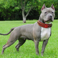 Collar De Cuero Genuino Para Perros Grandes Con Espinas Y Estrellas Fuerte Ajustable Para Pitbull Bulldog Boxer Resistente Todas Las Estaciones Tamaños L/XL Colores Rojo/Marrón/Negro - details 12