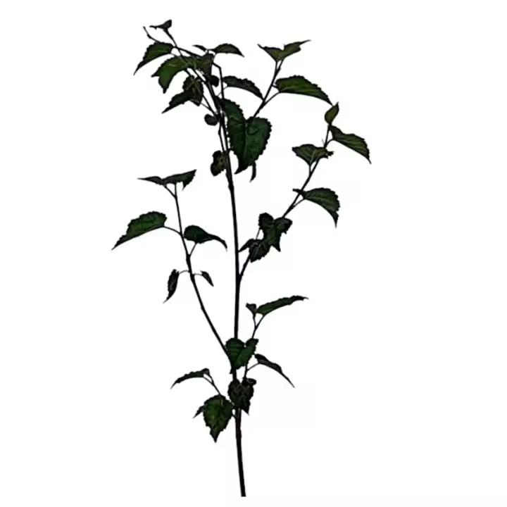 Planta natural arbol Morus Nigra. Morera Negra. Ofrece sombra, mejora el suelo, es resistente, se adapta a diversos climas, provee alimento para gusanos de seda y frutos nutritivos, y es ornamental en paisajes. Segura Garden. - 1