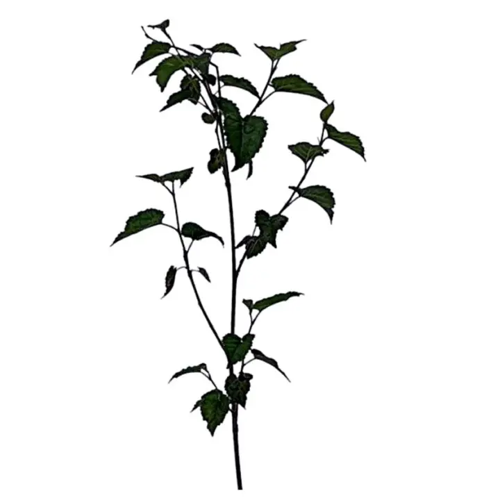Planta natural arbol Morus Nigra. Morera Negra. Ofrece sombra, mejora el suelo, es resistente, se adapta a diversos climas, provee alimento para gusanos de seda y frutos nutritivos, y es ornamental en paisajes. Segura Garden. - 1